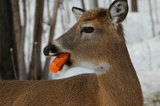 Feeding Deer C_ Mont Tremblant