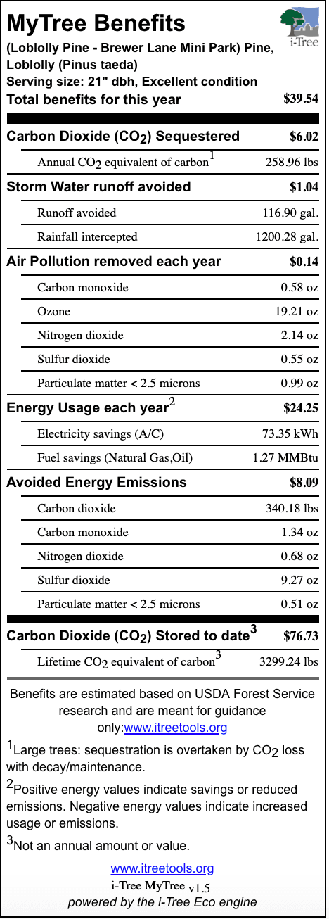 Loblolly Pine Brewer Street Mini Park